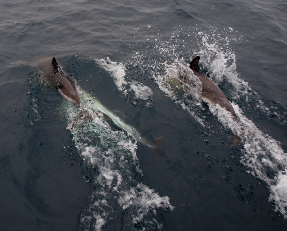 Dolphins